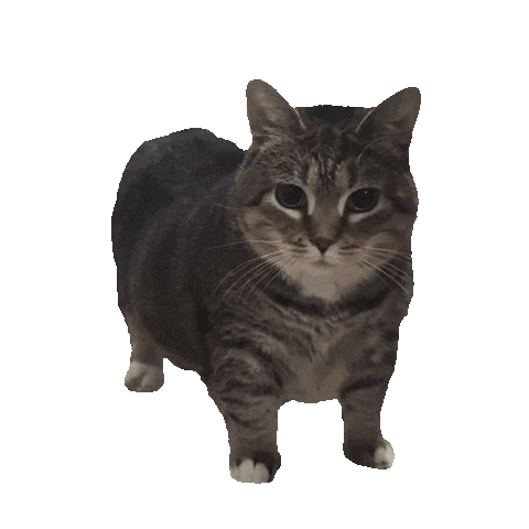 Spinning OIIA cat